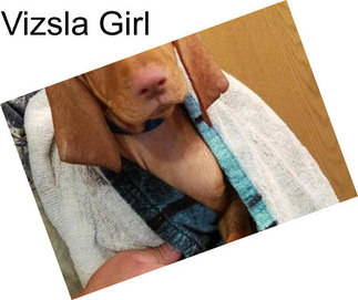 Vizsla Girl