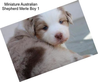 Miniature Australian Shepherd Merle Boy 1