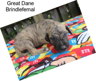 Great Dane Brindlefemal