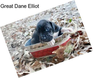 Great Dane Elliot
