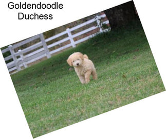 Goldendoodle Duchess
