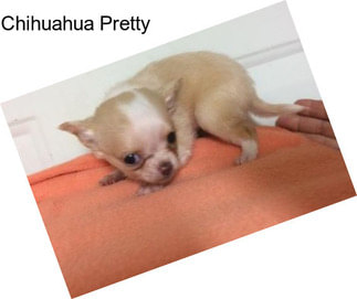 Chihuahua Pretty