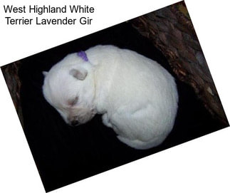 West Highland White Terrier Lavender Gir