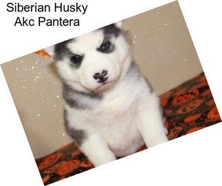 Siberian Husky Akc Pantera