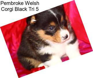 Pembroke Welsh Corgi Black Tri 5