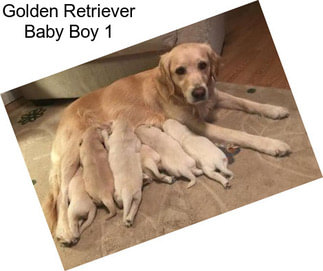 Golden Retriever Baby Boy 1