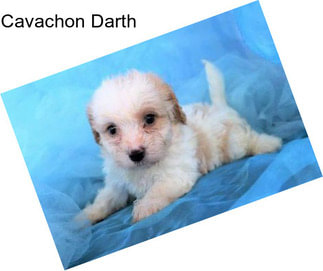 Cavachon Darth