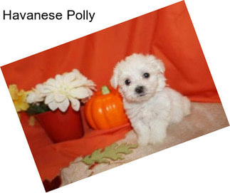 Havanese Polly