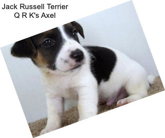 Jack Russell Terrier Q R K\'s Axel