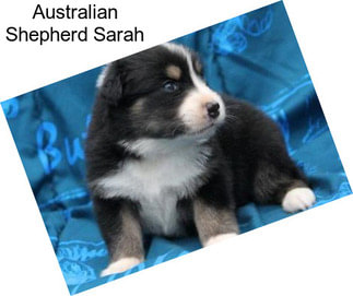 Australian Shepherd Sarah