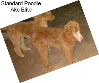 Standard Poodle Akc Elite