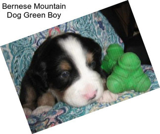 Bernese Mountain Dog Green Boy