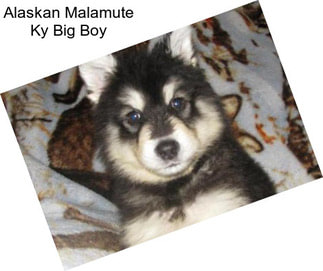 Alaskan Malamute Ky Big Boy