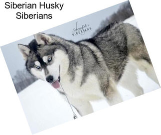 Siberian Husky Siberians