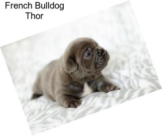 French Bulldog Thor