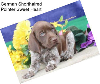 German Shorthaired Pointer Sweet Heart