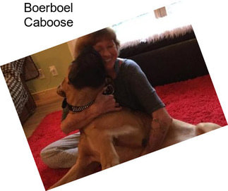 Boerboel Caboose