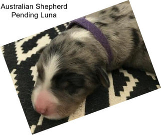 Australian Shepherd Pending Luna