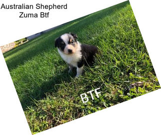 Australian Shepherd Zuma Btf