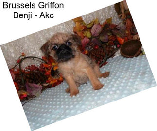 Brussels Griffon Benji - Akc