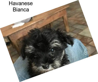 Havanese Bianca