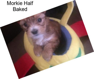 Morkie Half Baked