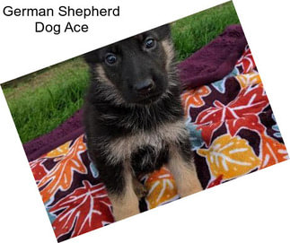 German Shepherd Dog Ace