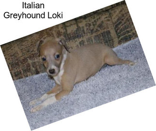 Italian Greyhound Loki