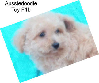 Aussiedoodle Toy F1b