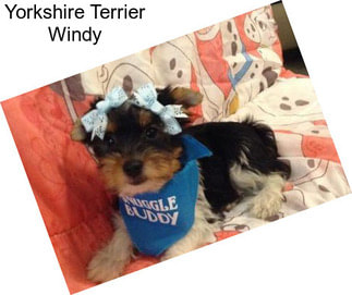 Yorkshire Terrier Windy