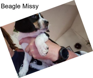 Beagle Missy