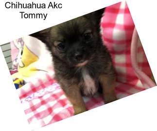 Chihuahua Akc Tommy
