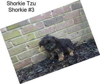 Shorkie Tzu Shorkie #3