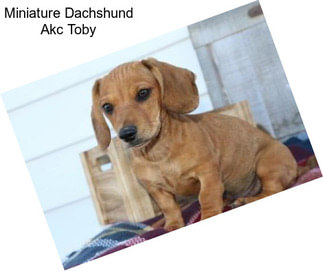 Miniature Dachshund Akc Toby