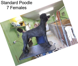 Standard Poodle 7 Females
