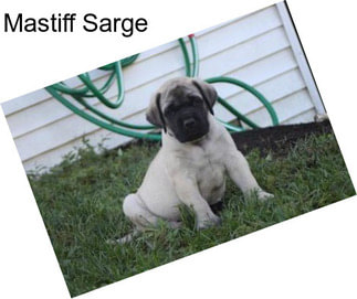 Mastiff Sarge