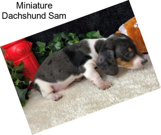 Miniature Dachshund Sam