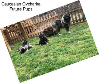 Caucasian Ovcharka Future Pups