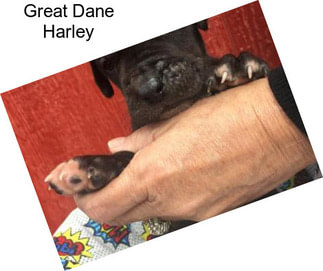 Great Dane Harley