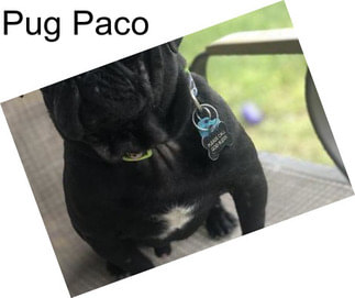 Pug Paco