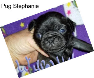 Pug Stephanie