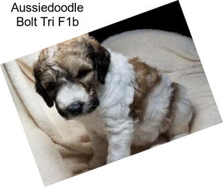 Aussiedoodle Bolt Tri F1b