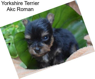 Yorkshire Terrier Akc Roman