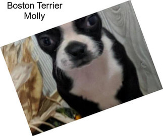 Boston Terrier Molly