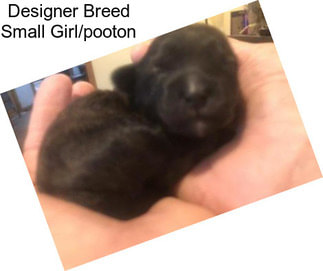 Designer Breed Small Girl/pooton