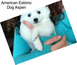 American Eskimo Dog Aspen