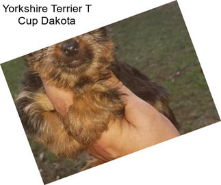 Yorkshire Terrier T Cup Dakota