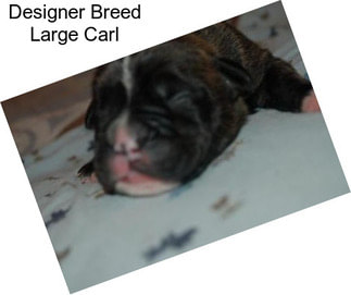 Designer Breed Large Carl