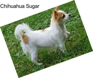 Chihuahua Sugar