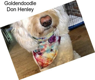 Goldendoodle Don Henley